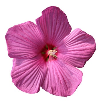 粉紅色的芙蓉花