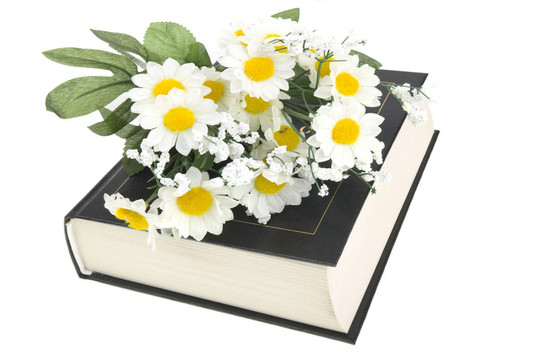 白色背景上的書和雛菊