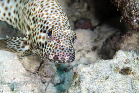 油膩的石斑魚（ephinephelus tauvina）在紅海。