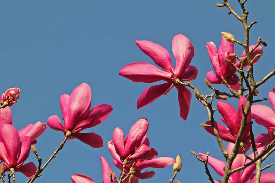 藍(lán)色的天空Pink Rhododendrons