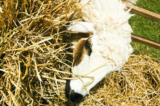 Sheep Straw。