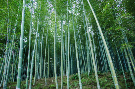 竹林
