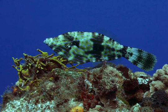 鲀魚