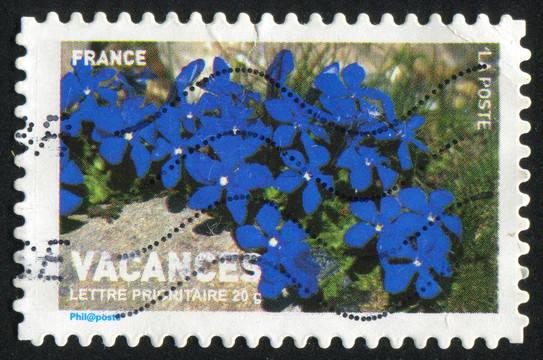 藍(lán)色的花