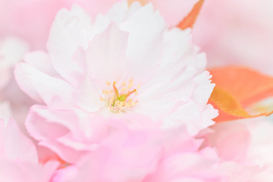 櫻花怒放