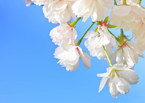 櫻花盛開