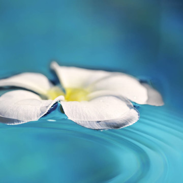 素馨花，一水。廣場組成。極淺景深。