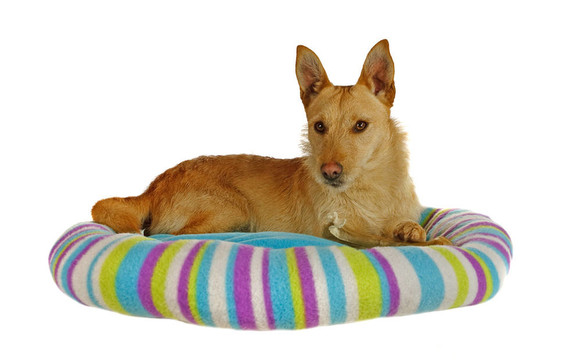 在一個(gè)狗床Jack Russel Terrier