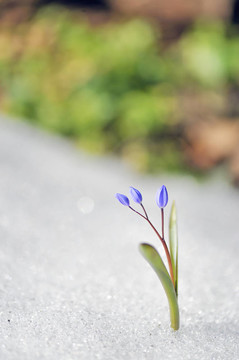 藍色的春天的花朵