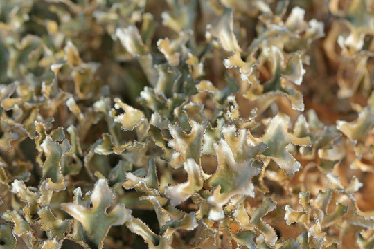 Cetraria islandica lichen（冰島苔蘚）