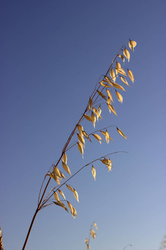 田野里空空的燕麥耳對(duì)著藍(lán)天