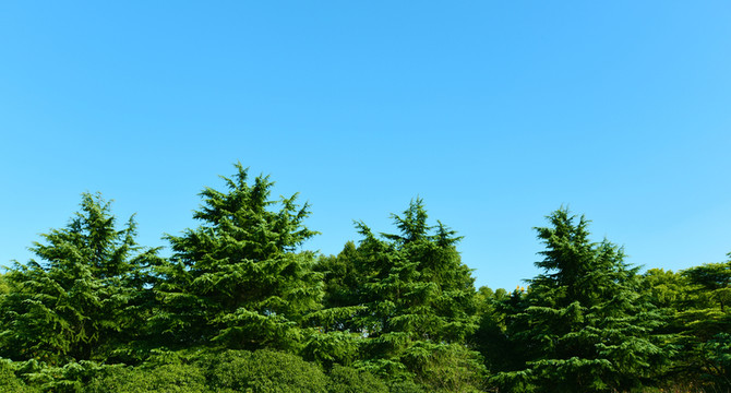 綠樹與藍(lán)天