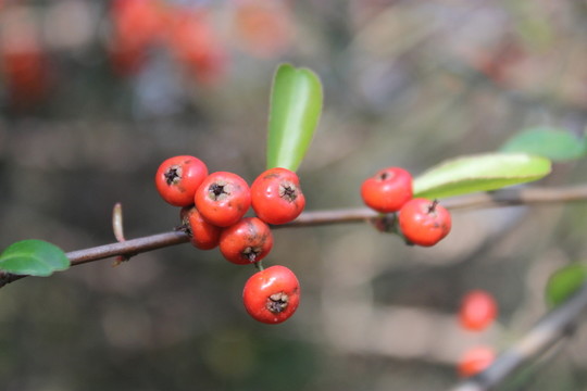 紅色果子