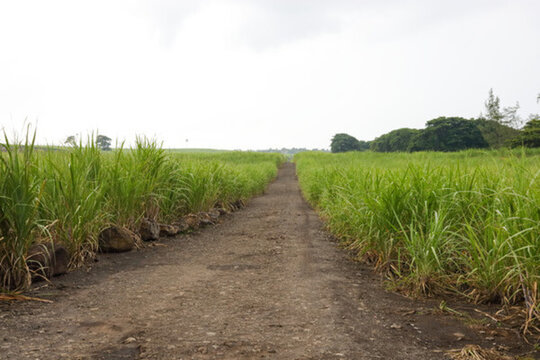 甘蔗地 碴土路 毛里求斯 甘蔗