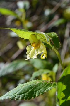 小黃花
