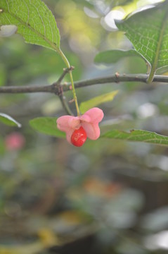 紅豆花