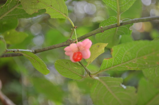紅豆花