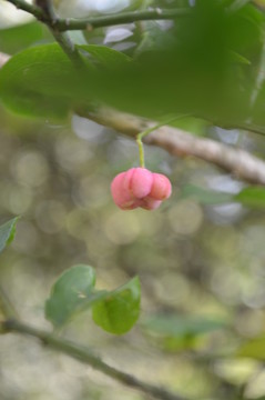 紅豆花
