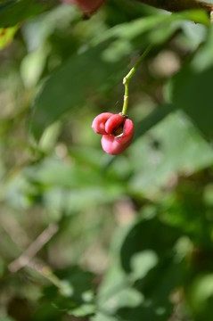 小紅花