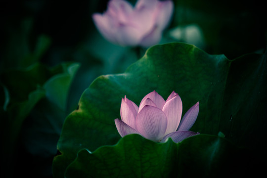 荷花
