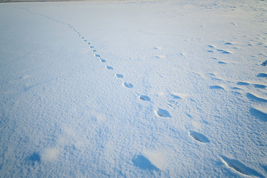雪地足跡