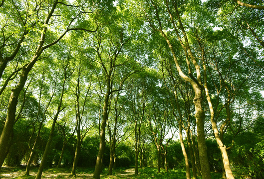 樹林
