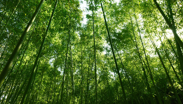 竹林