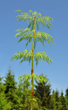 Wood horsetail（木賊草）