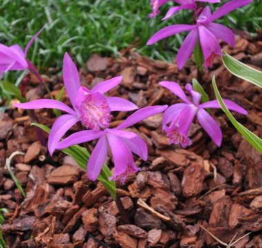 蘭花