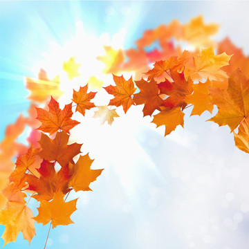 紅黃樹(shù)葉