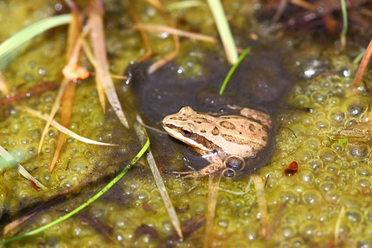 西方合唱青蛙（Pseudacris triseriata）