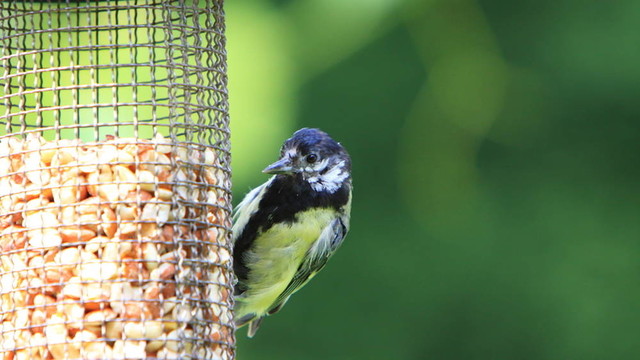 Great Tit（Parus major）少年
