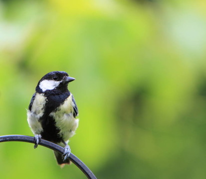 Great Tit（Parus major）