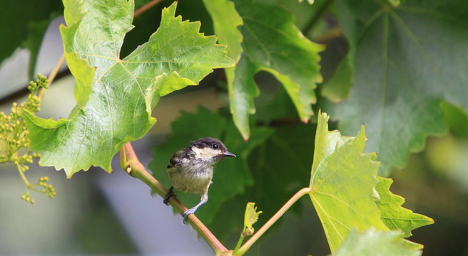 煤山雀（Parus ater）