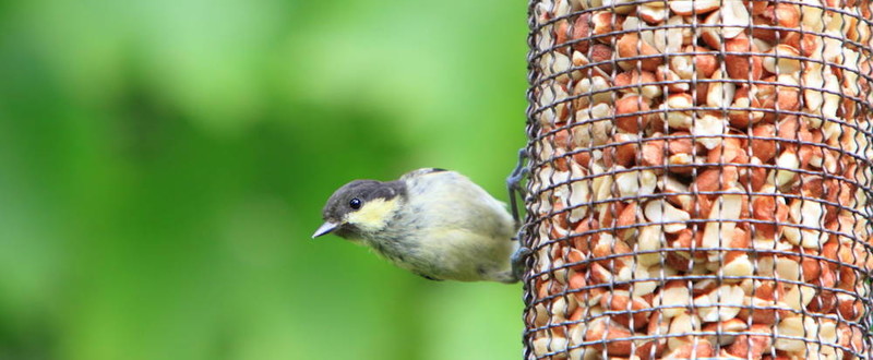 煤山雀（Parus ater）