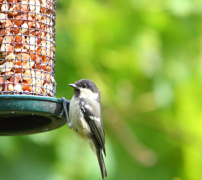 煤山雀（Parus ater）