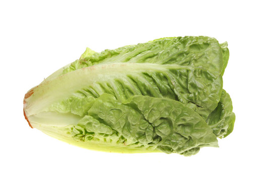 一顆小生菜