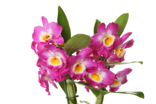 蘭花花