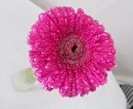 粉色非洲菊