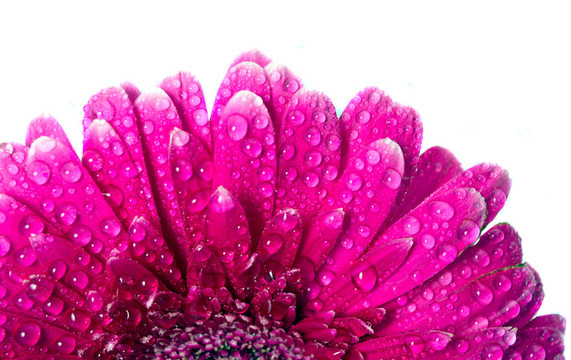 粉色非洲菊