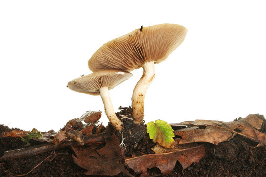 兩毒菌