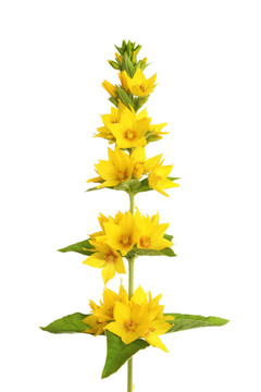 黃蓮花