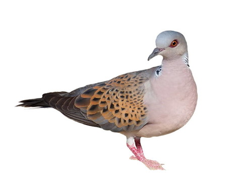歐洲斑鳩