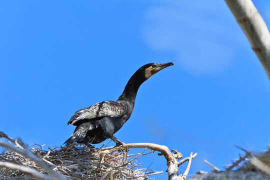 鸕鶿（Phalacrocorax carbo）