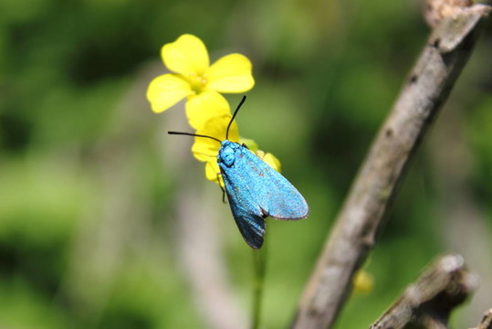 黃花藍(lán)蝶