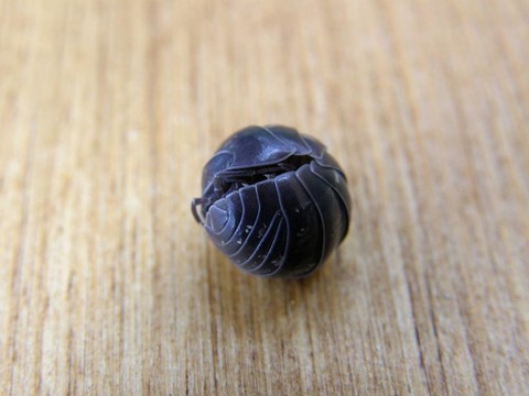 蟲(chóng)丸（鼠婦）