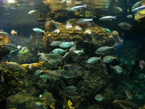 游泳的魚