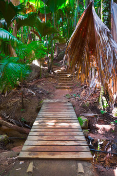 通路在叢林；Vallee de Mai；塞舌爾