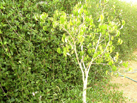 綠色的樹(shù)