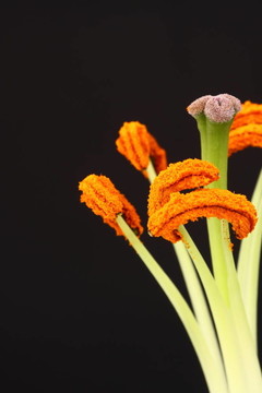 百合花的雄蕊
